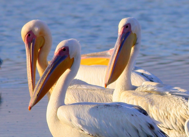 Great White Pelican