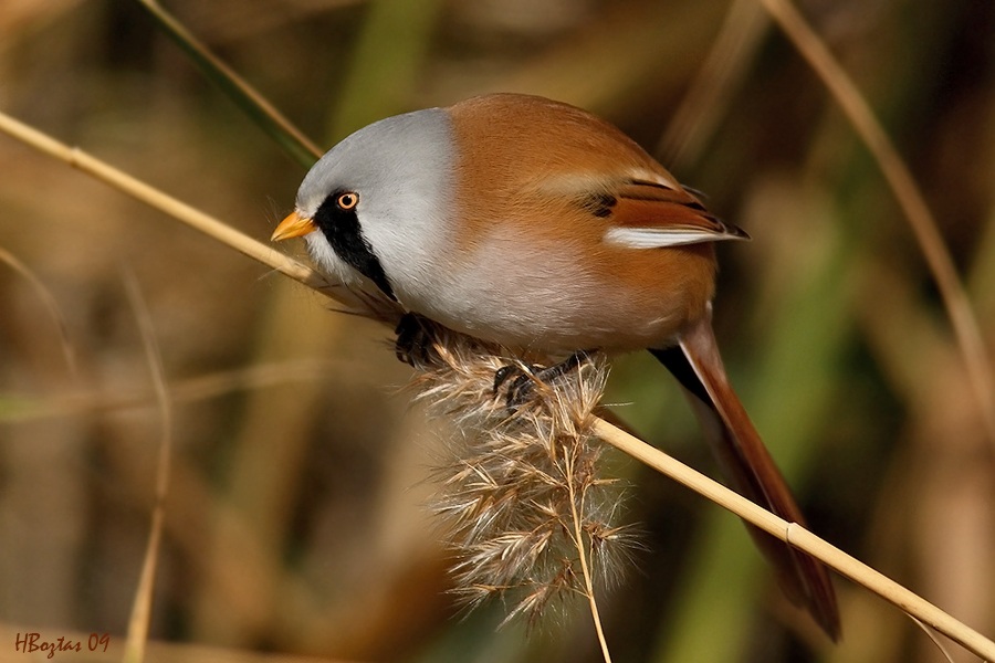 Bearded Reedling