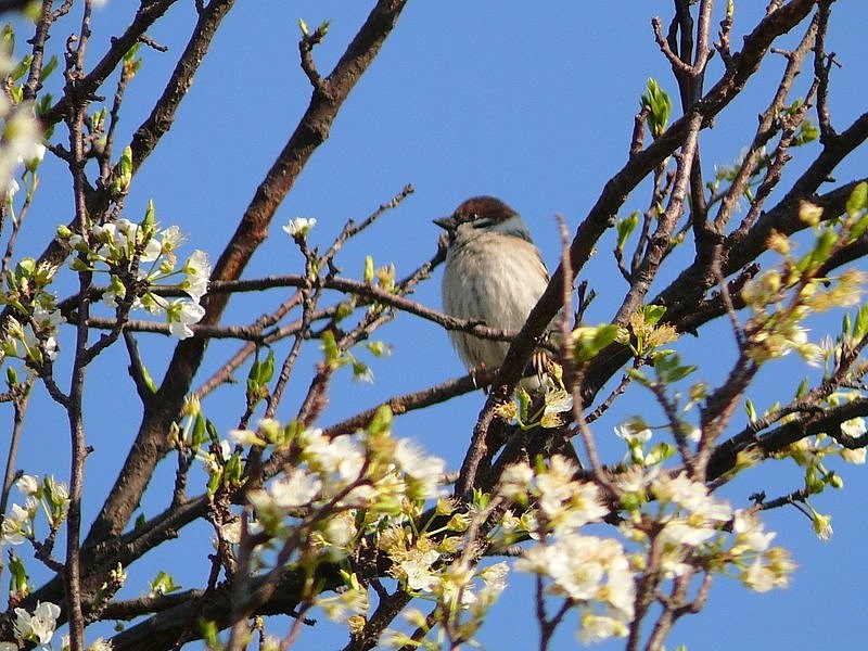 Eurasian Tree Sparrow