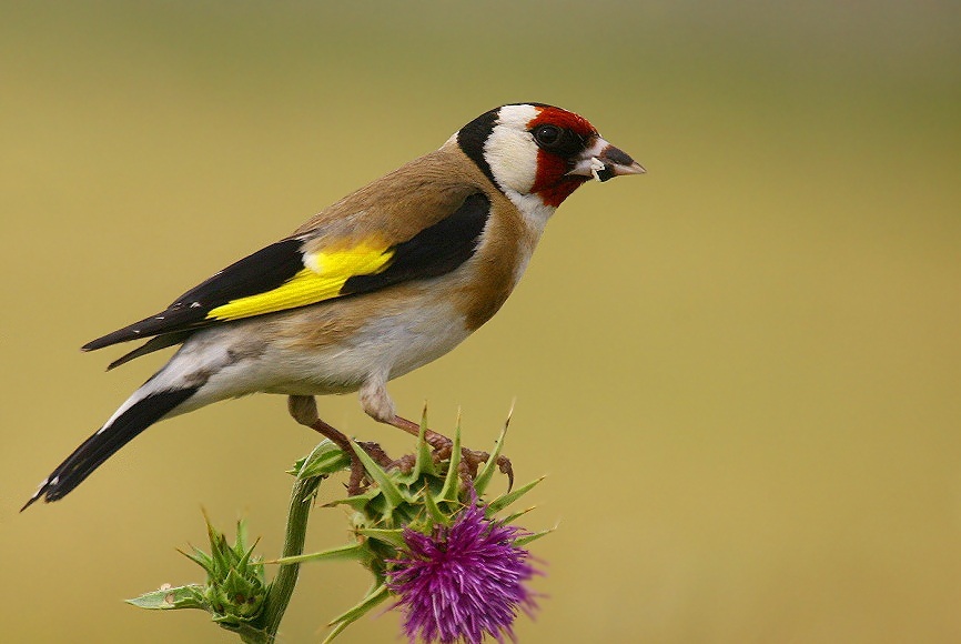 European Goldfinch