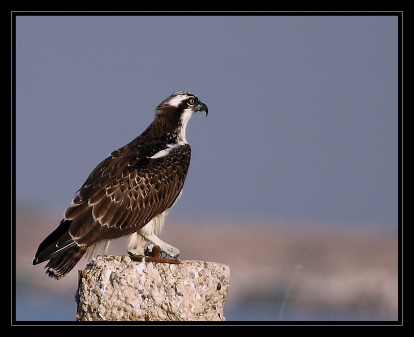 Osprey