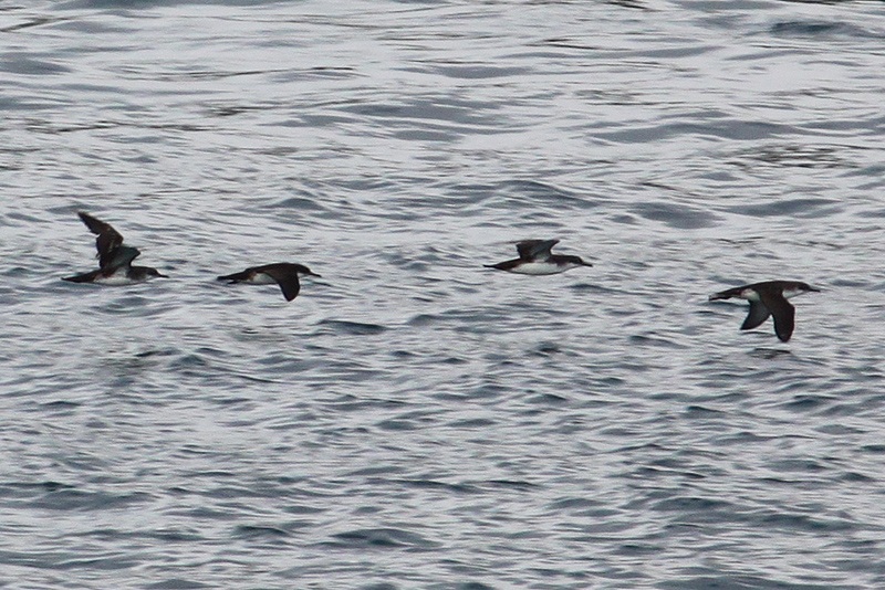 Yelkouan Shearwater