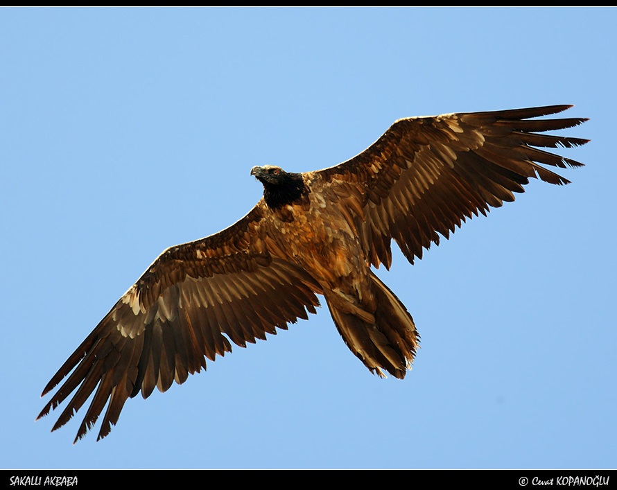 Bearded Vulture