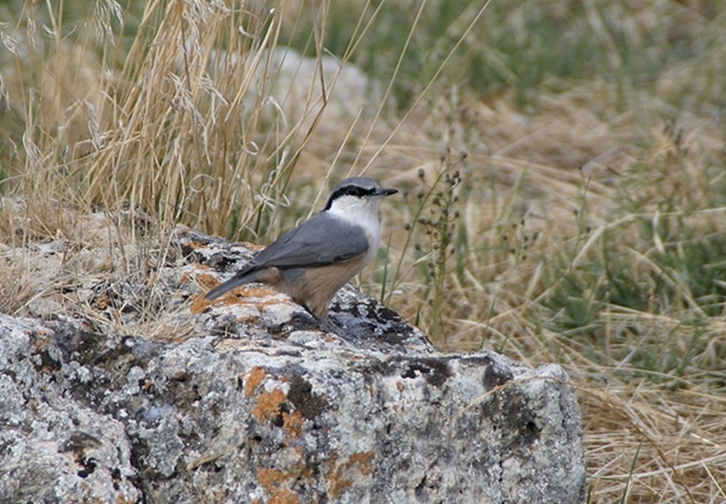 Western Rock Nuthatch