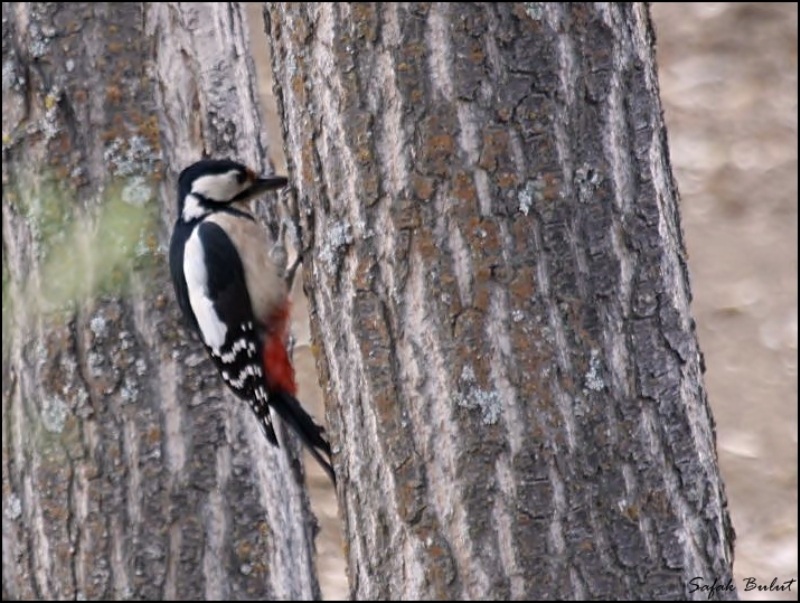 Great Spotted Woodpecker
