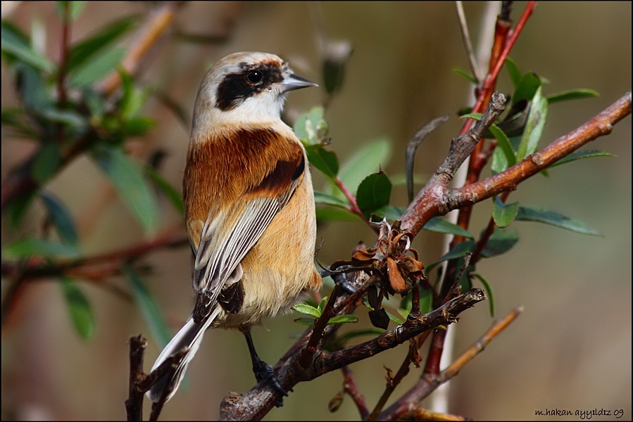 Eurasian Penduline Tit