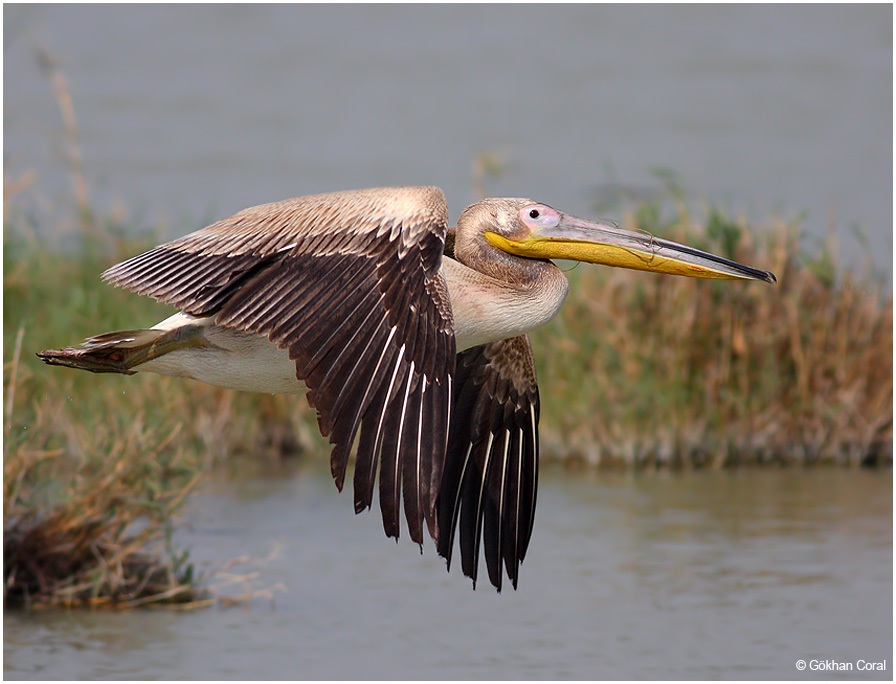 Great White Pelican