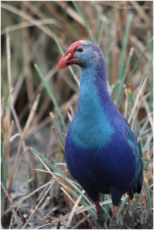 Grey-headed Swamphen