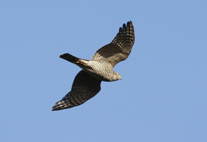 Eurasian Sparrowhawk