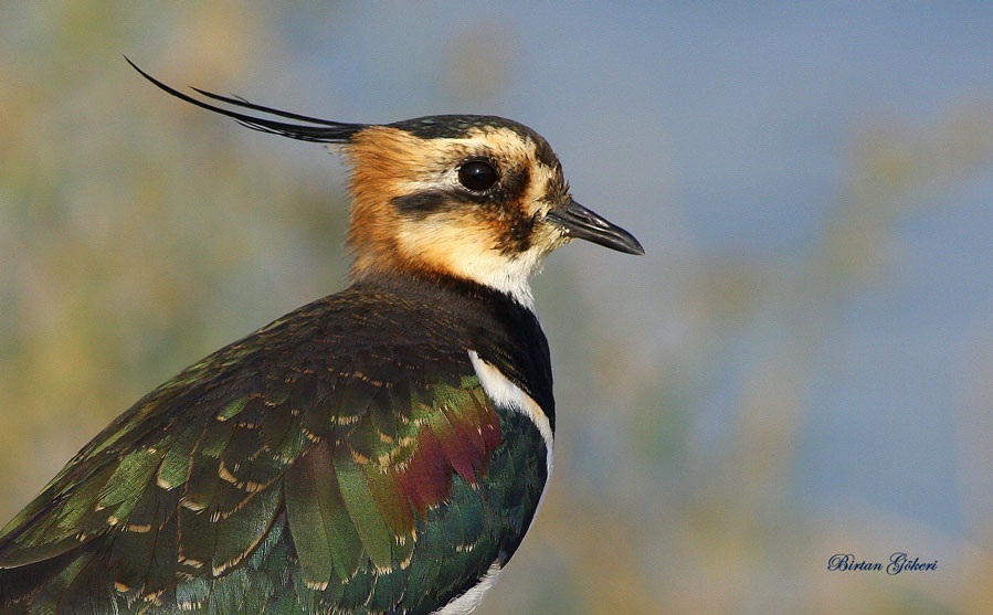 Northern Lapwing