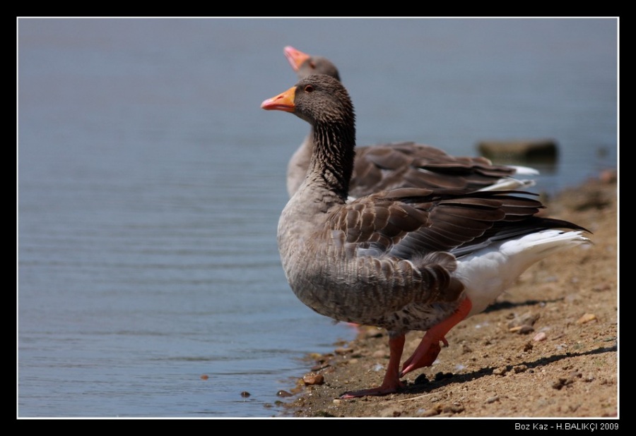 Greylag Goose