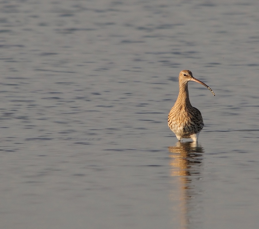 Eurasian Curlew