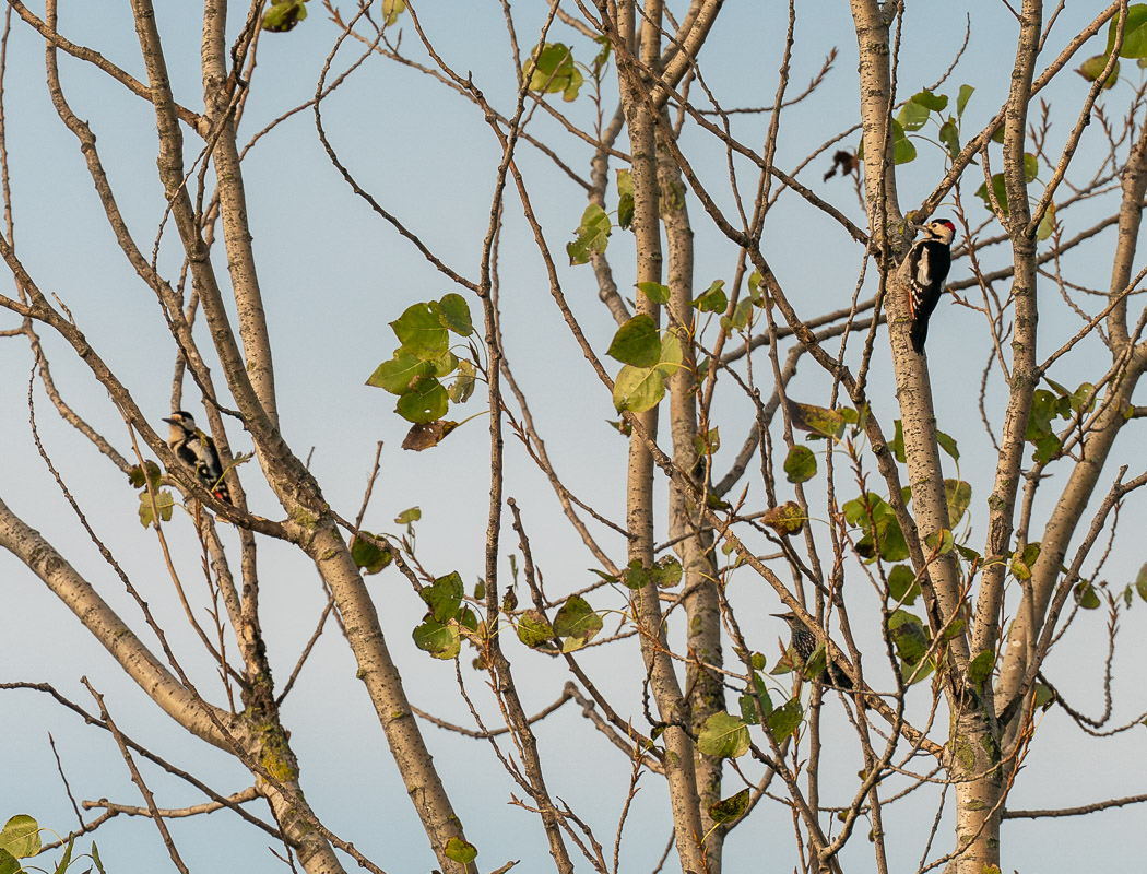 Syrian Woodpecker