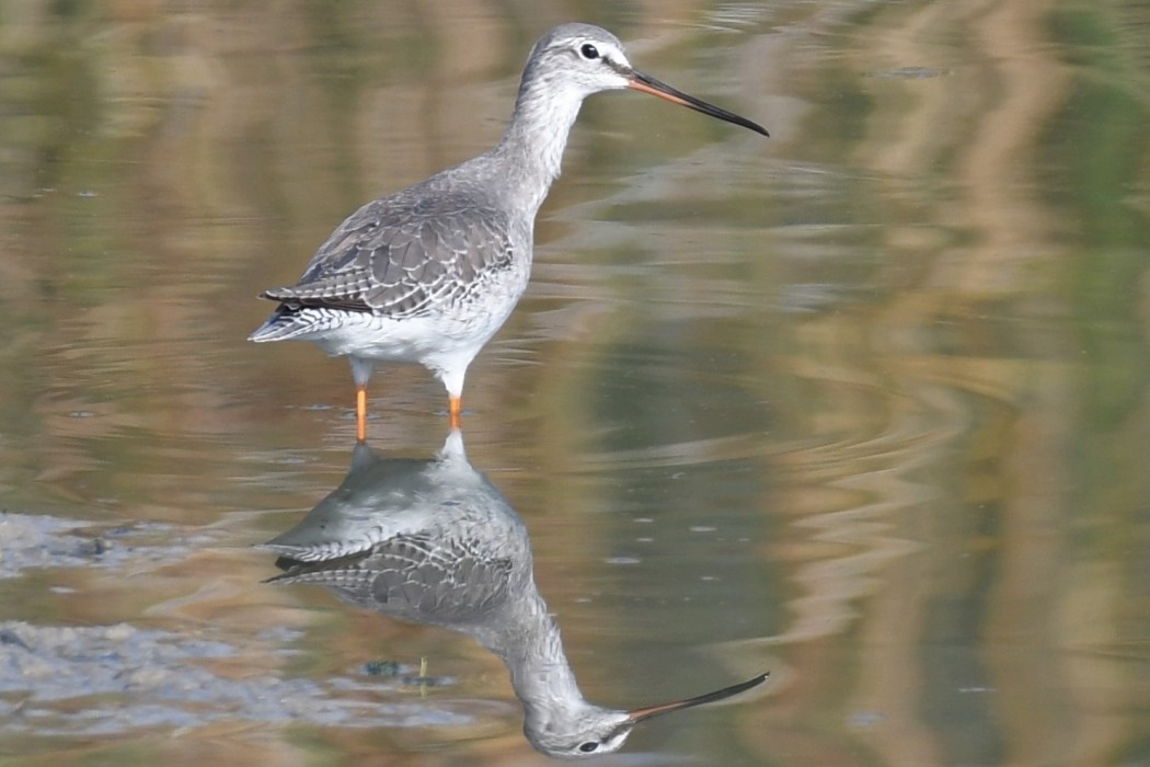 Spotted Redshank