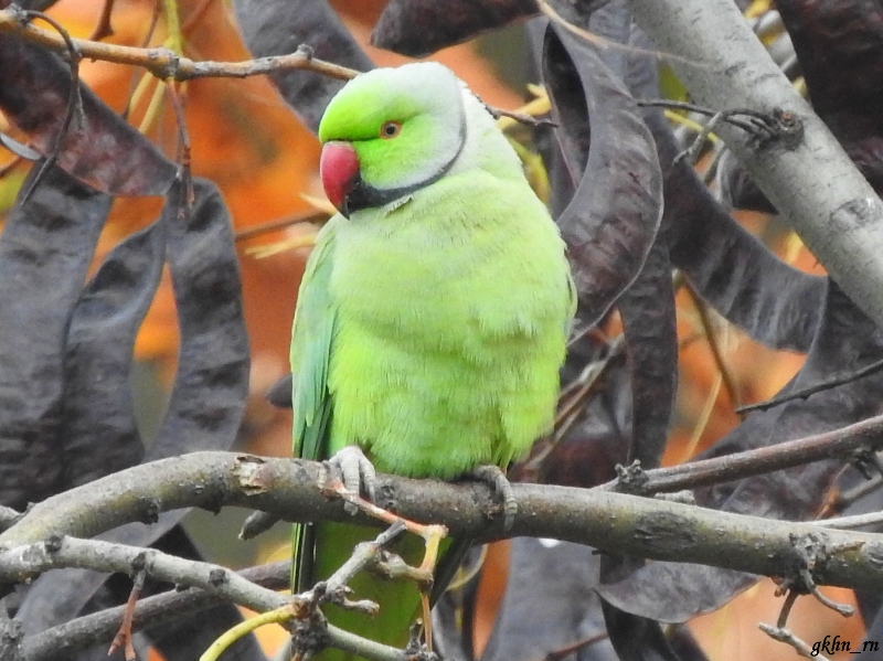 Rose-ringed Parakeet