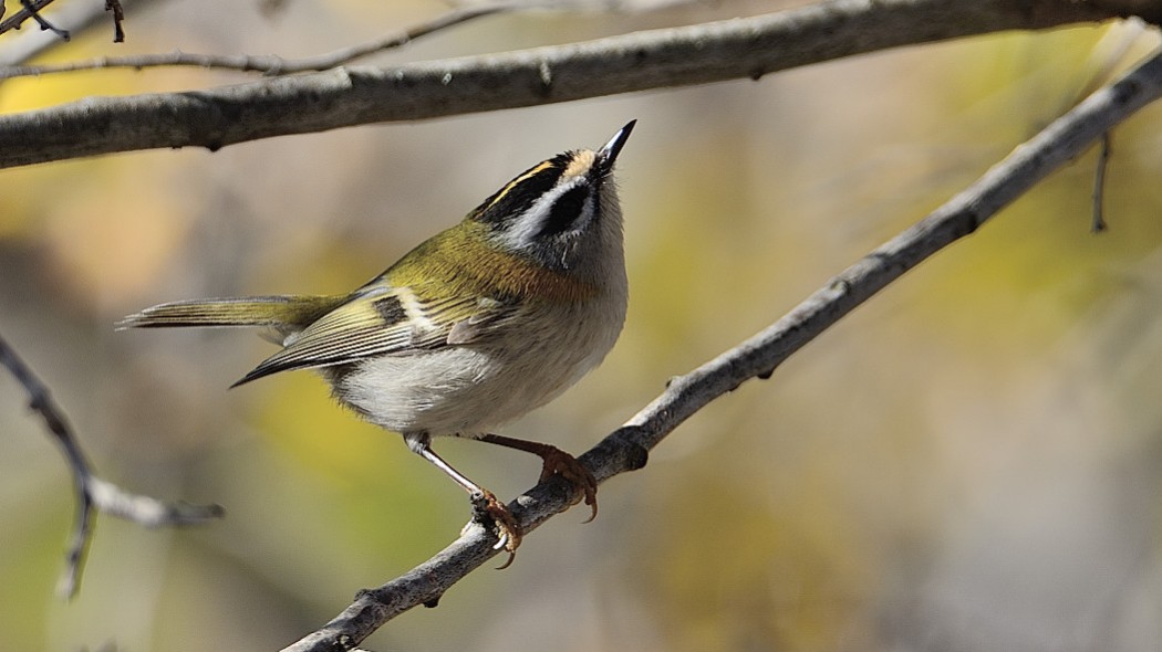 Common Firecrest