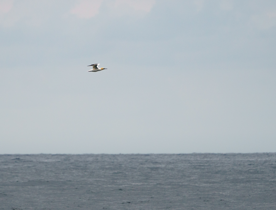 Northern Gannet