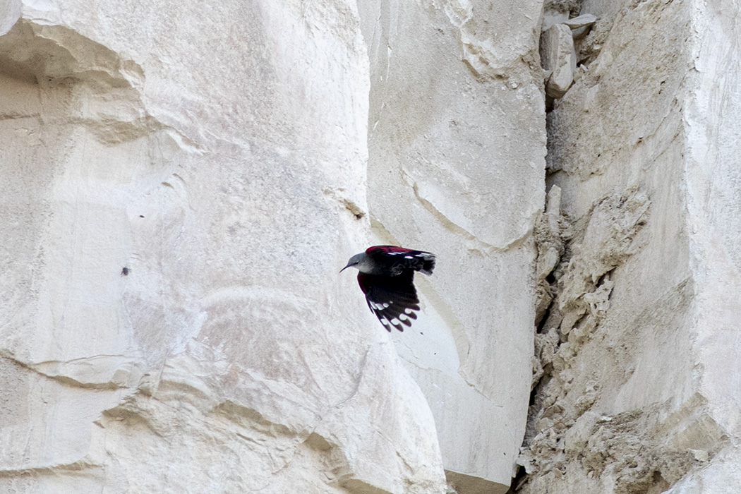 Wallcreeper