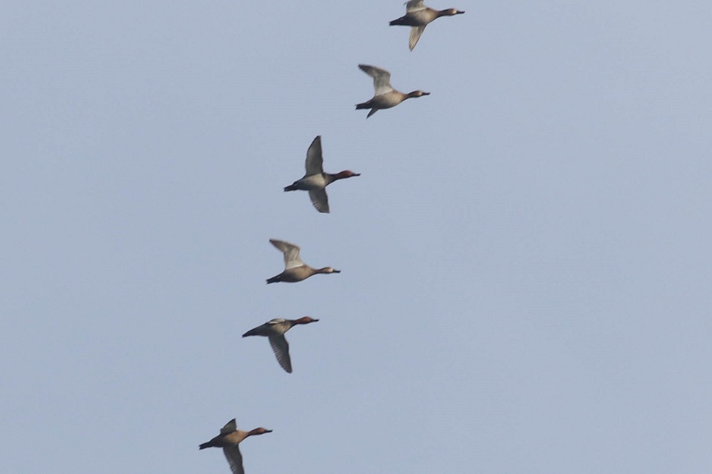 Eurasian Wigeon