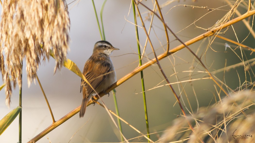 Moustached Warbler