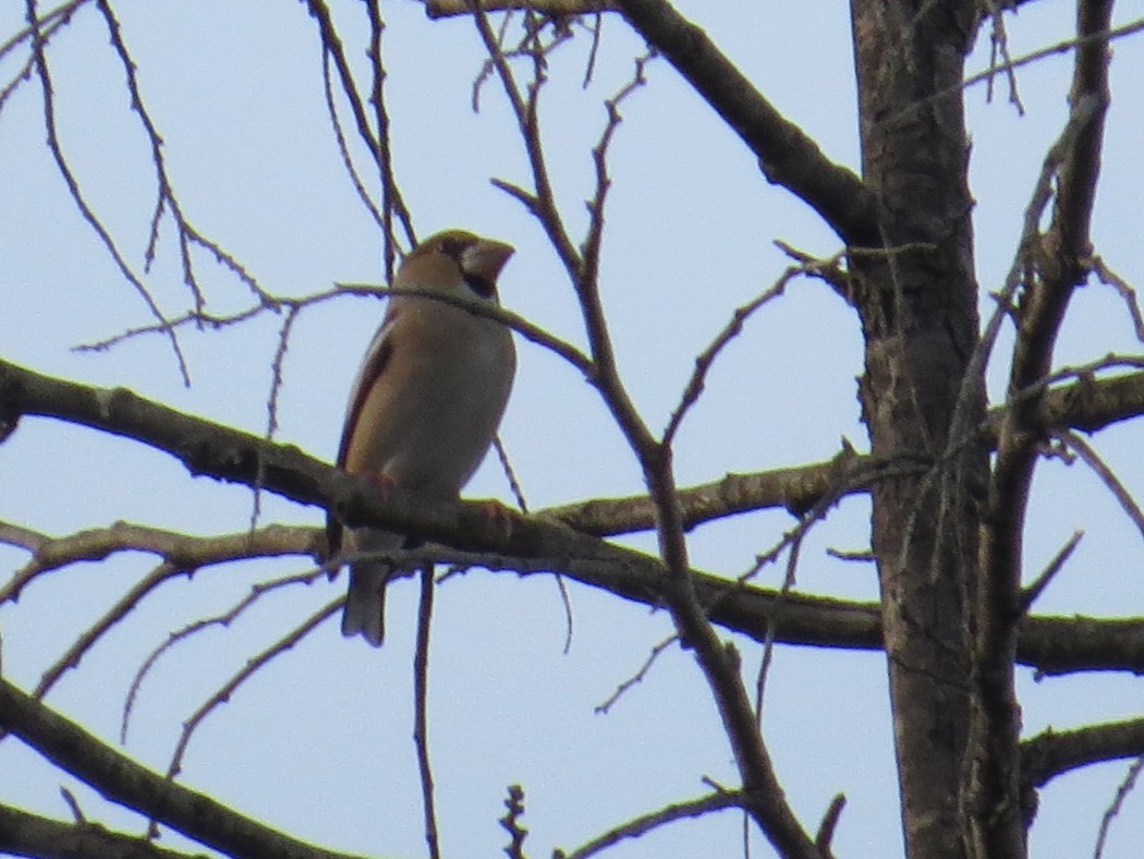 Hawfinch