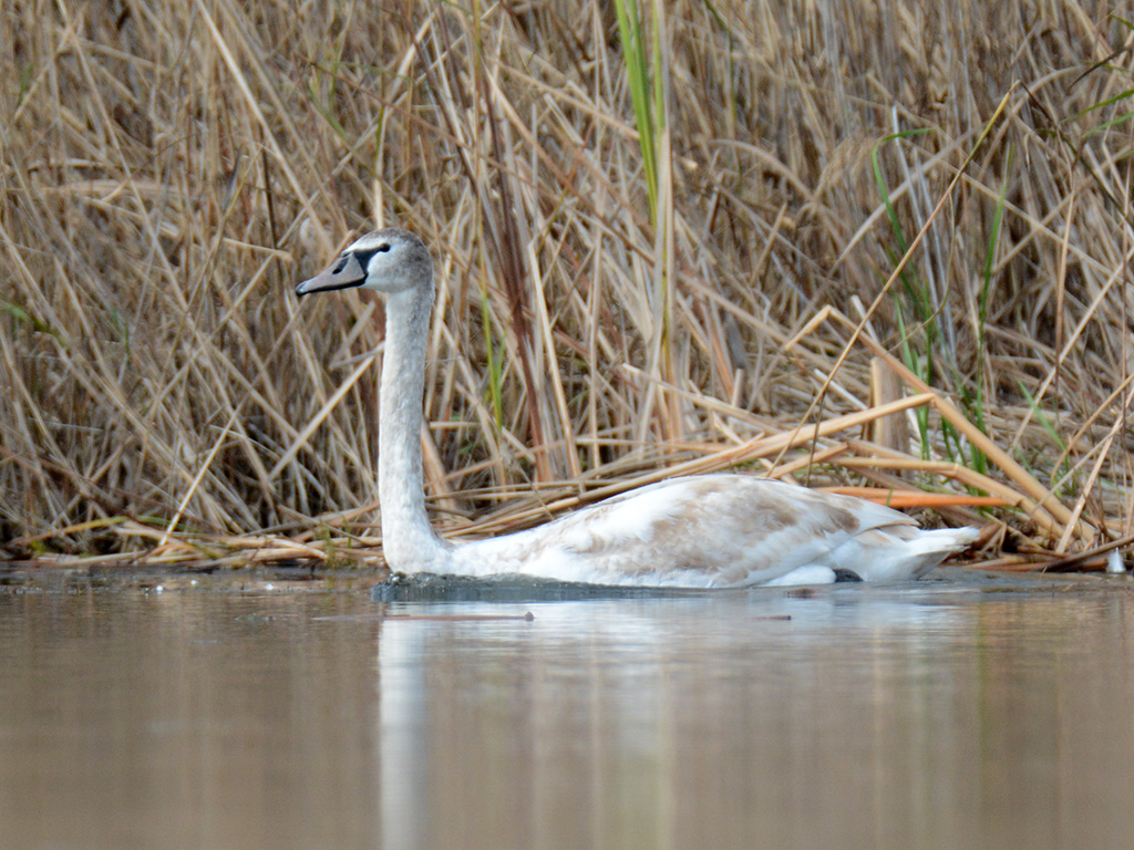 Mute Swan