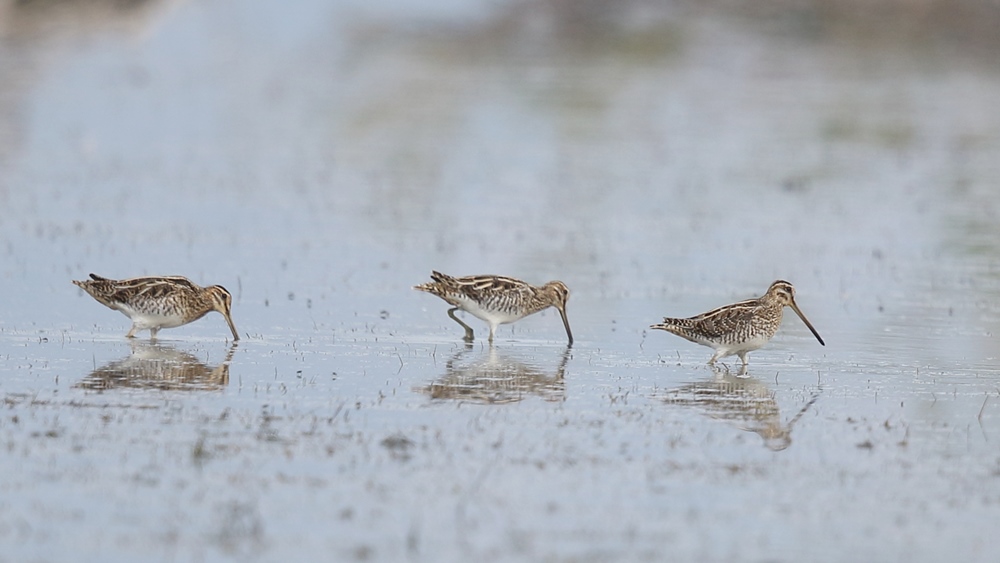 Common Snipe