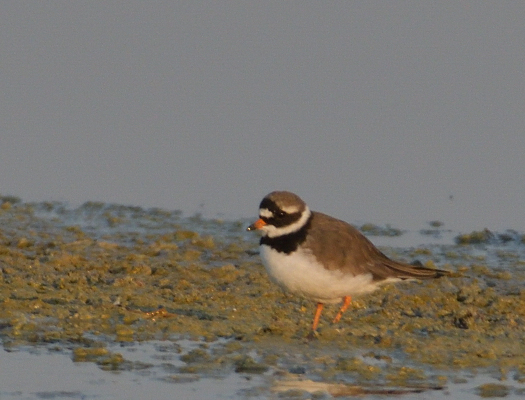 Common Ringed Plover
