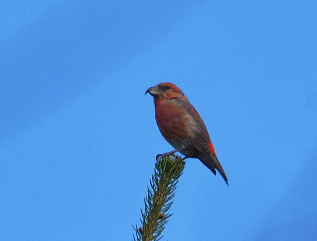 Red Crossbill