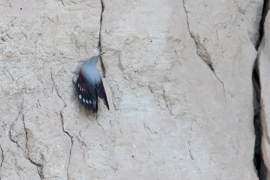 Wallcreeper