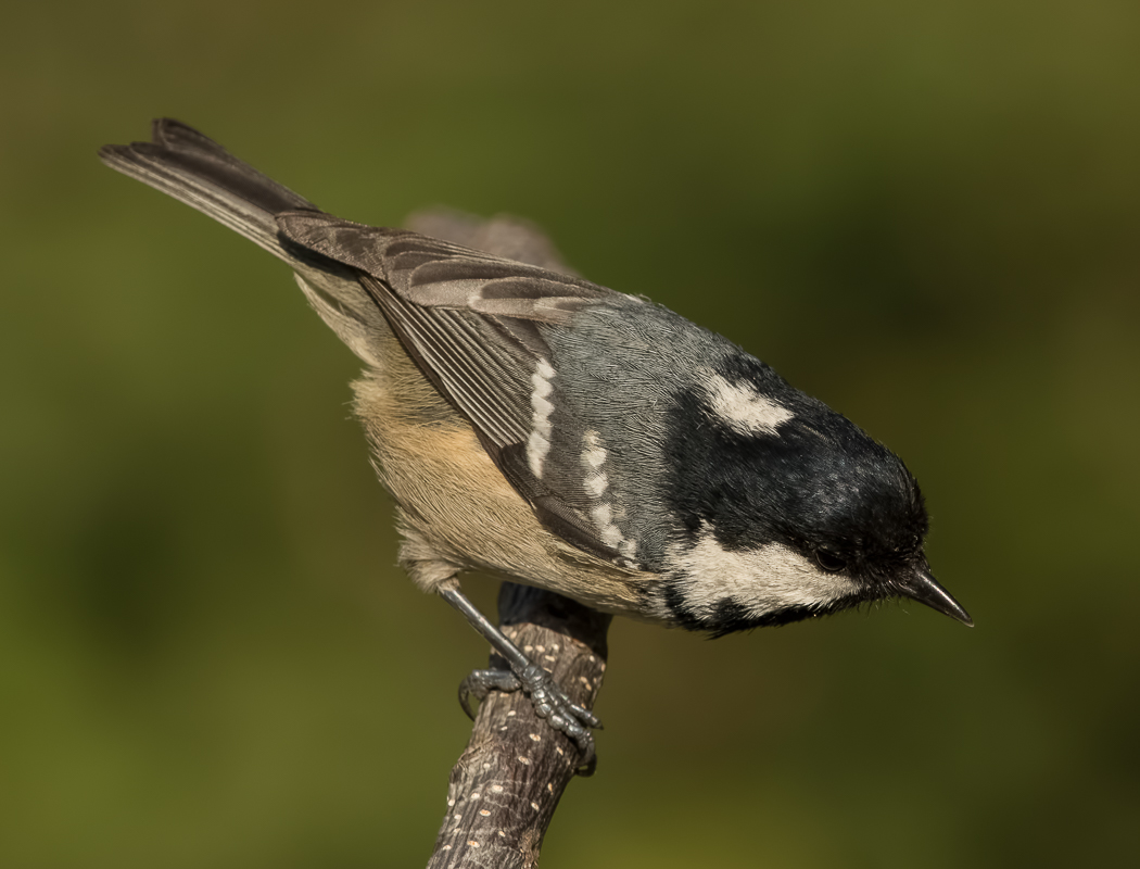 Coal Tit