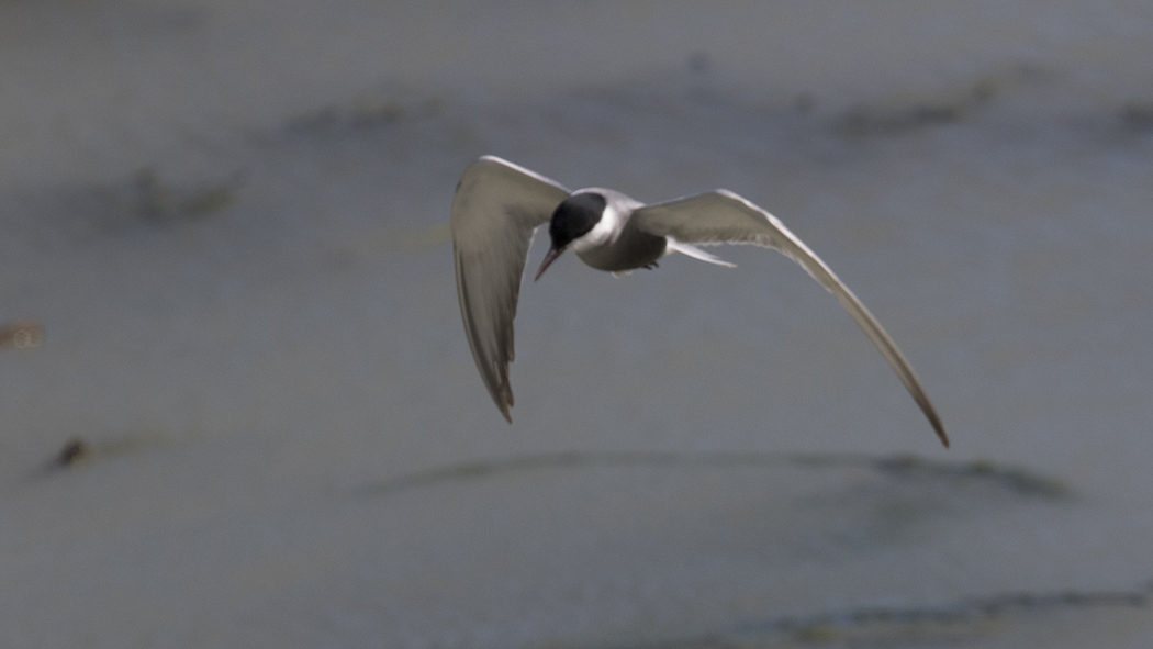 Little Tern