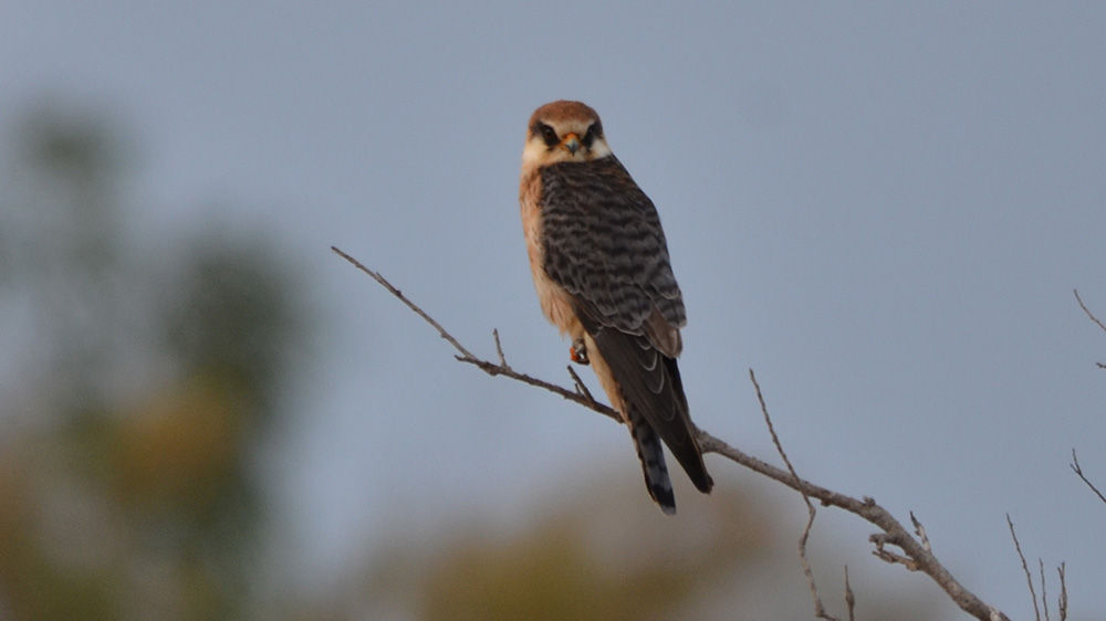 Red-footed Falcon