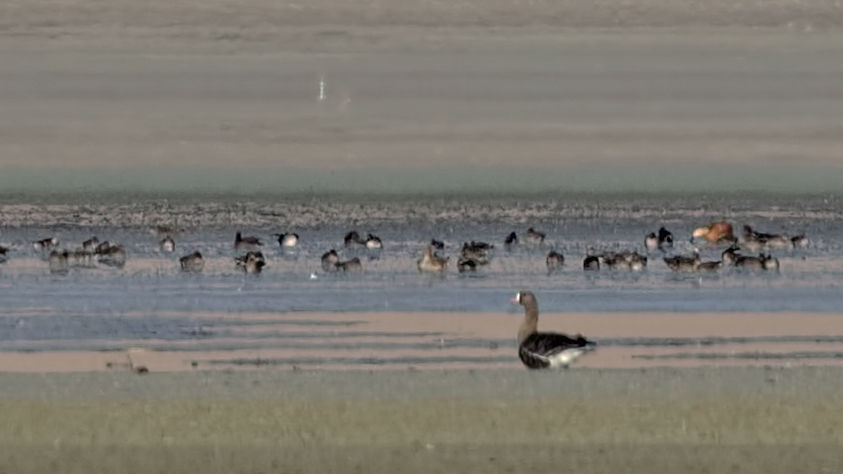 Lesser White-fronted Goose