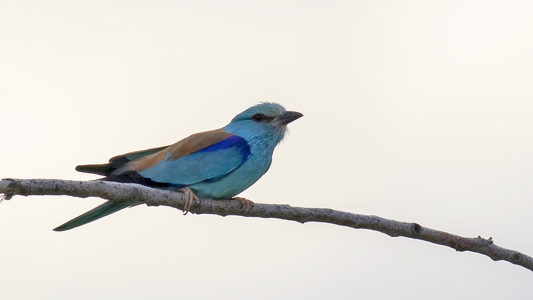 European Roller