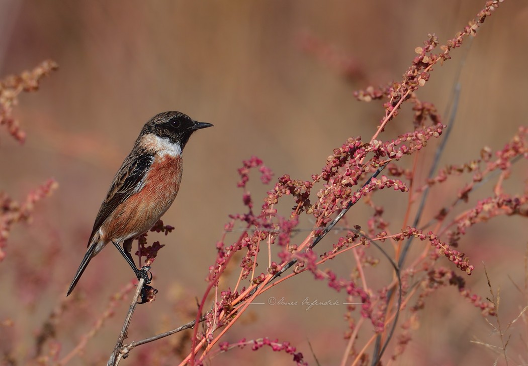 European Stonechat