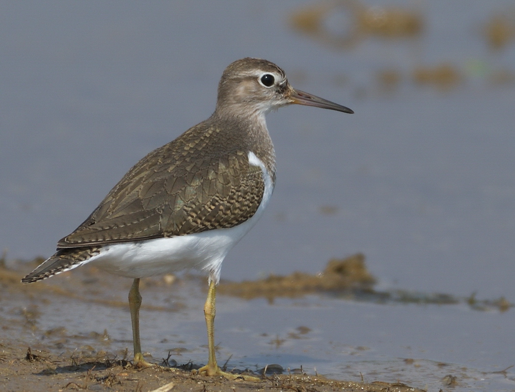 Common Sandpiper