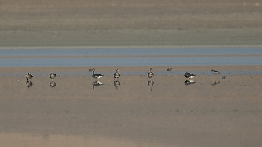 Lesser White-fronted Goose