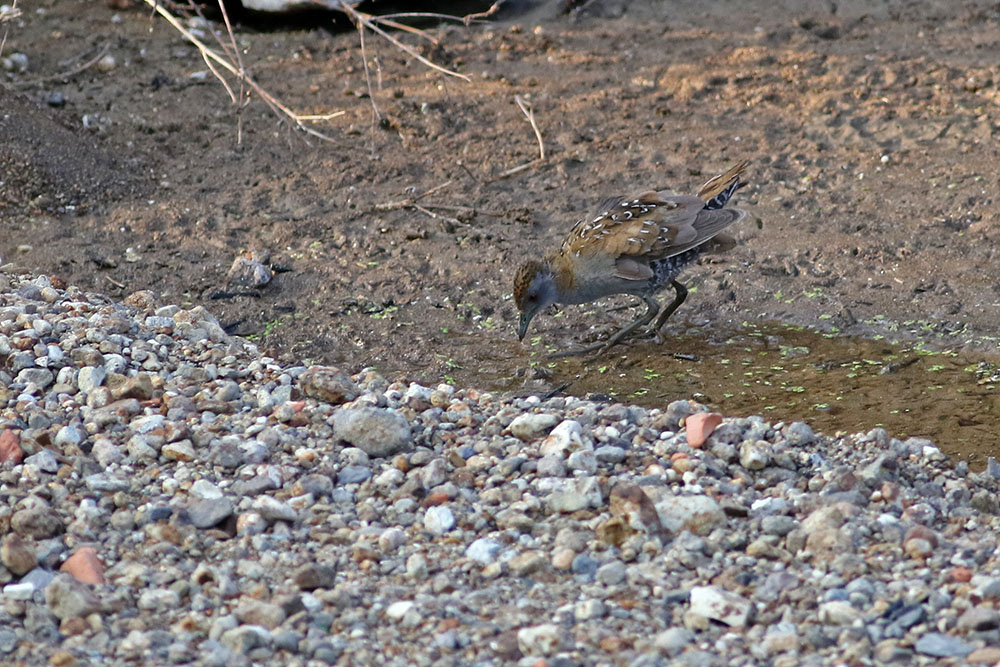 Baillon`s Crake