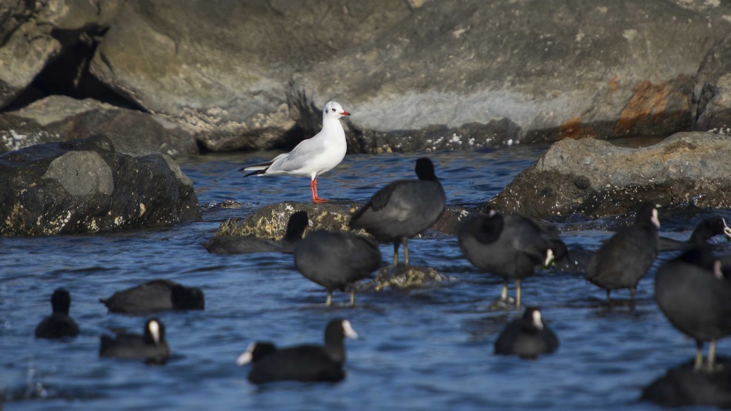 Black-headed Gull