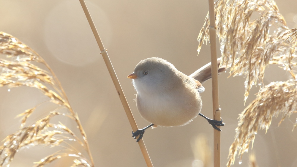 Bearded Reedling