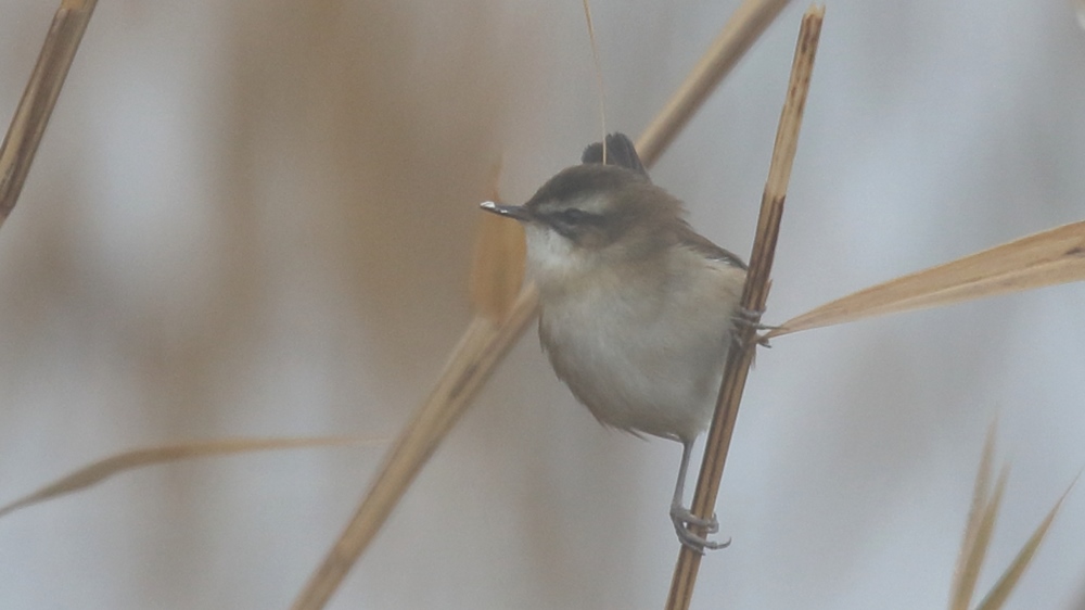 Moustached Warbler