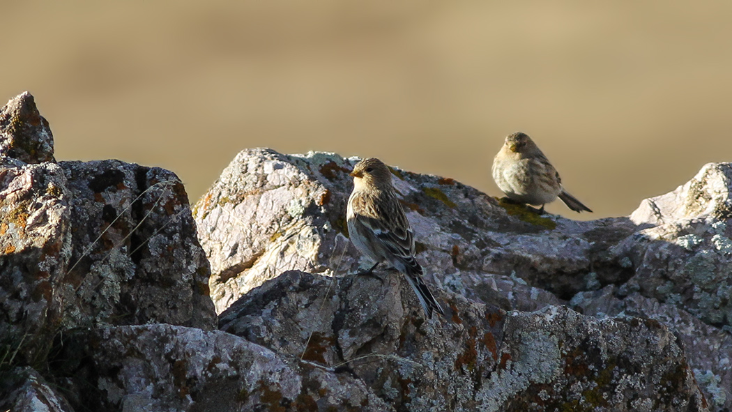 Twite