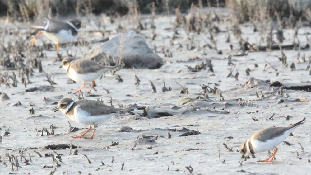 Common Ringed Plover