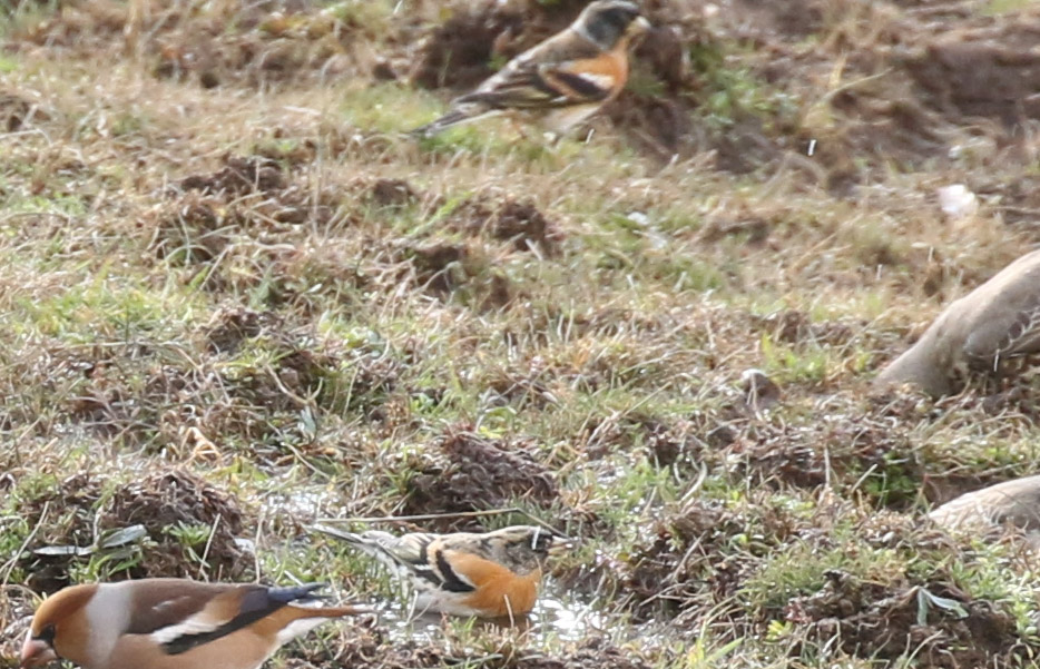 Brambling