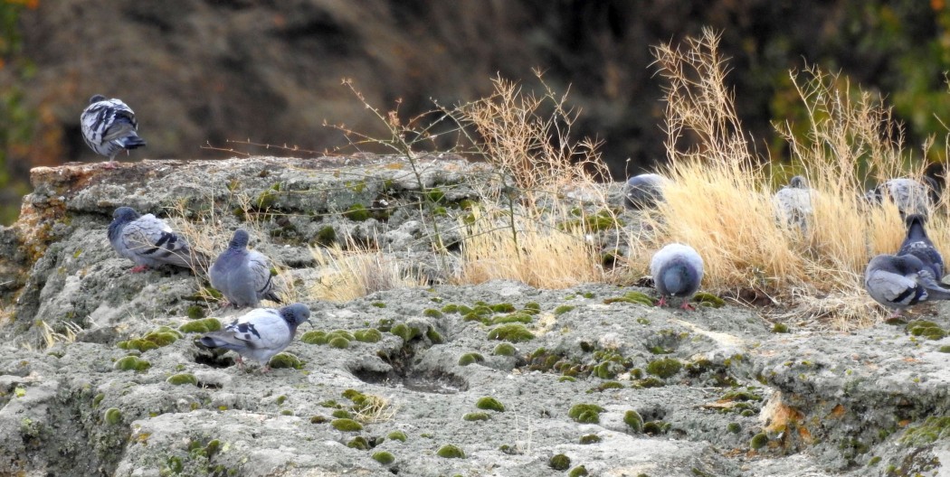 Rock Dove