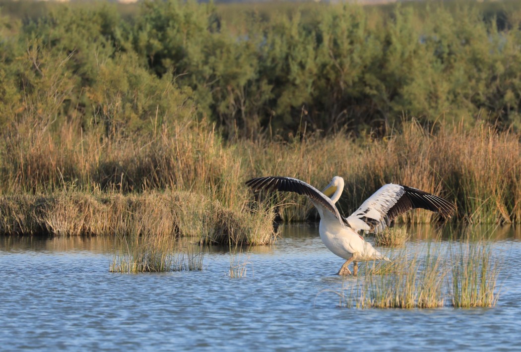 Great White Pelican