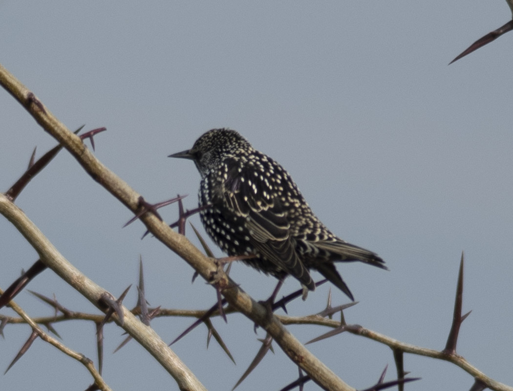Common Starling