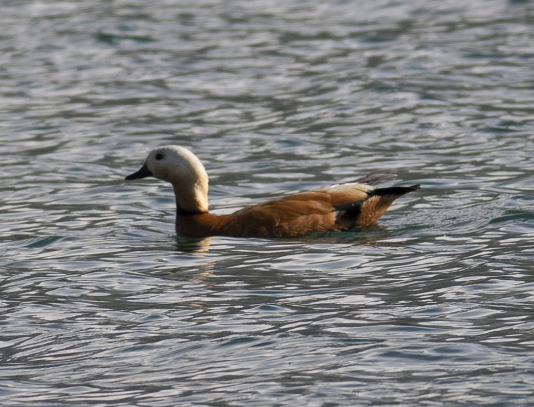 Ruddy Shelduck