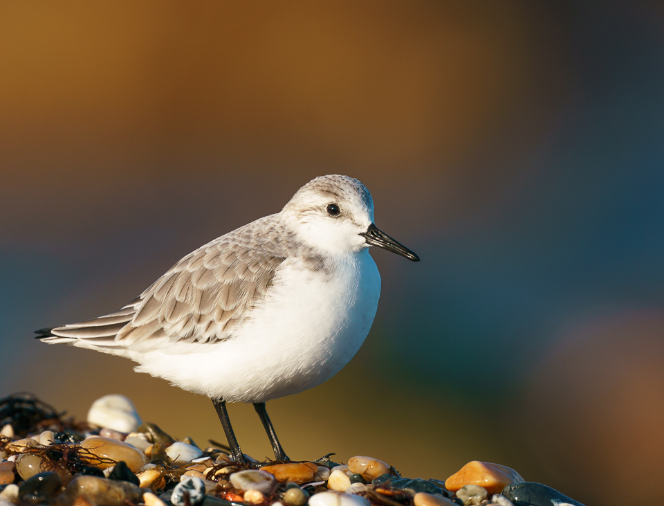Sanderling